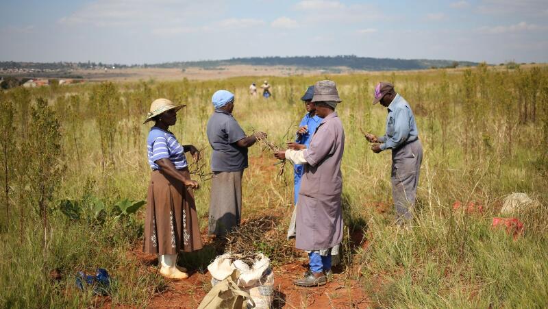 SA’s Indigenous Knowledge Systems: Nature Is A ‘gold Mine’ | THE AFRICAN