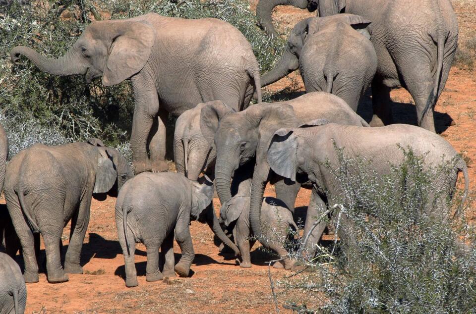 Climate change is leaving African elephants desperate for water | THE